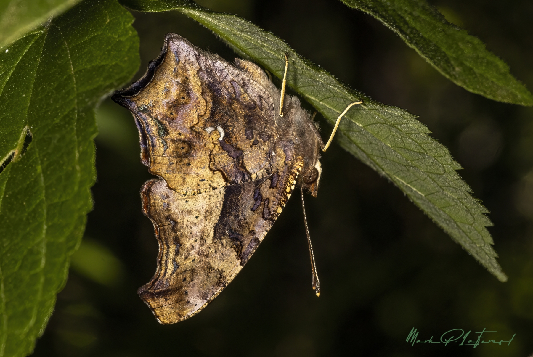 /gallery/north_america/USA/Texas/austin/Question Mark Butterfly 2024-006_med.jpg